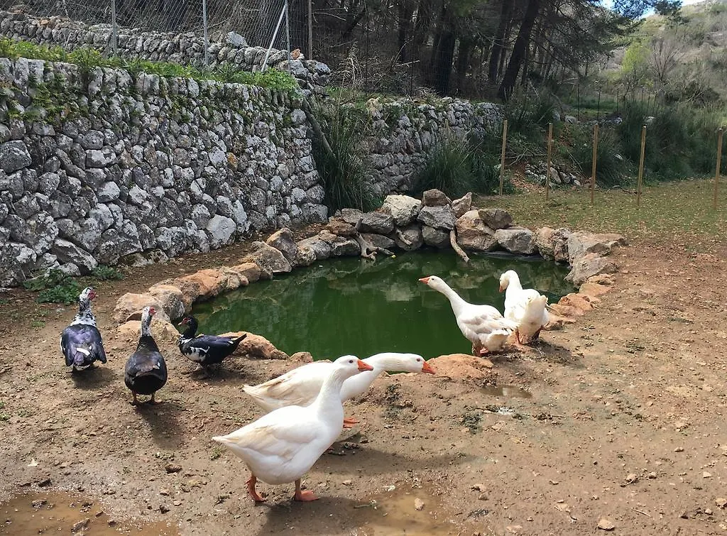 Finca Ses Fontanelles أندراتكس بيت ضيافة