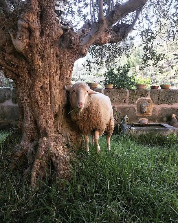 Finca Ses Fontanelles Andraitx Penzion